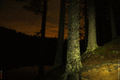Ночной лес при свете фонаря