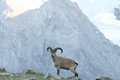Местный житель (западнокавказский тур, или кавказский каменный козел)